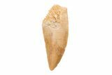 Serrated, Raptor Tooth - Real Dinosaur Tooth #201897-1